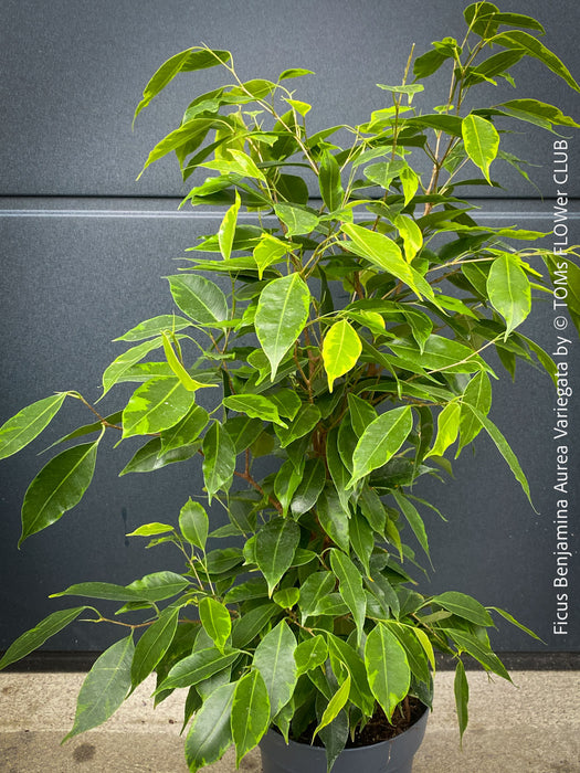 Ficus Benjamina Aurea Variegata, low maintenance tropical plants, organically grown plants for sale at TOMs FLOWer CLUB.