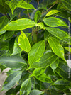 Ficus Benjamina Aurea Variegata, low maintenance tropical plants, organically grown plants for sale at TOMs FLOWer CLUB.