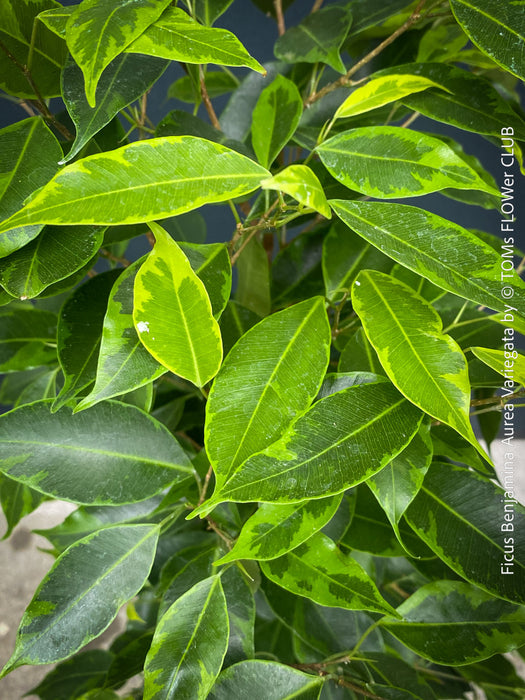 Ficus Benjamina Aurea Variegata, low maintenance tropical plants, organically grown plants for sale at TOMs FLOWer CLUB.