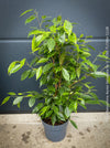 Ficus Benjamina Aurea Variegata, low maintenance tropical plants, organically grown plants for sale at TOMs FLOWer CLUB.