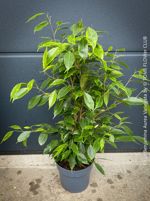 Ficus Benjamina Aurea Variegata, low maintenance tropical plants, organically grown plants for sale at TOMs FLOWer CLUB.