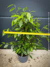 Ficus Benjamina Aurea Variegata, low maintenance tropical plants, organically grown plants for sale at TOMs FLOWer CLUB.