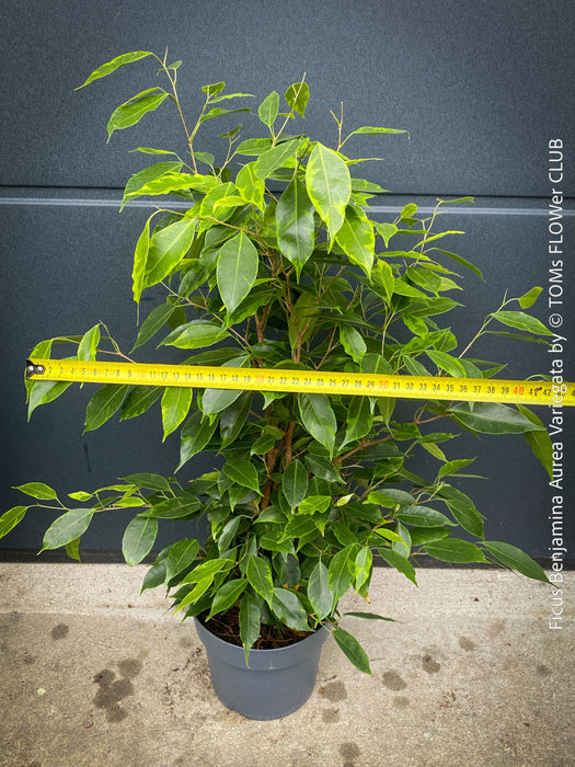 Ficus Benjamina Aurea Variegata, low maintenance tropical plants, organically grown plants for sale at TOMs FLOWer CLUB.