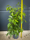 Ficus Benjamina Aurea Variegata, low maintenance tropical plants, organically grown plants for sale at TOMs FLOWer CLUB.