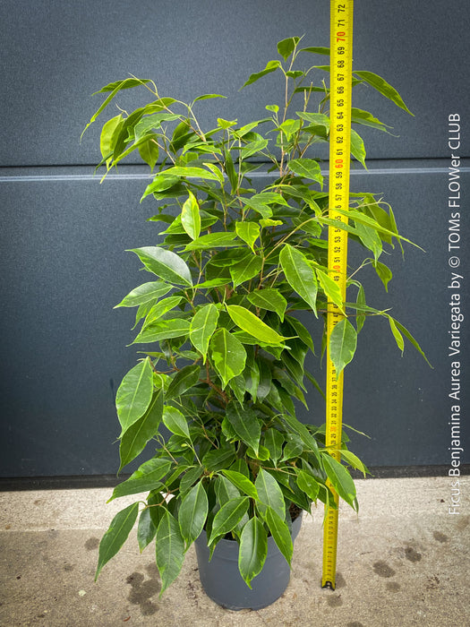 Ficus Benjamina Aurea Variegata, low maintenance tropical plants, organically grown plants for sale at TOMs FLOWer CLUB.