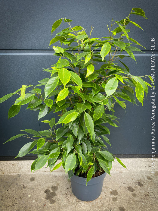 Ficus Benjamina Aurea Variegata, low maintenance tropical plants, organically grown plants for sale at TOMs FLOWer CLUB.