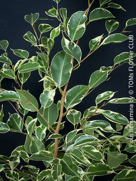 Ficus Benjamina, organically grown plants for sale at TOMs FLOWer CLUB.