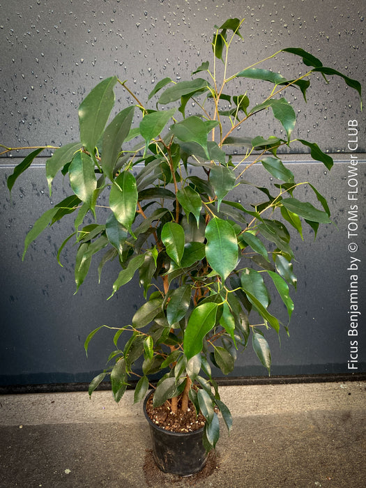 Ficus Benjamina, organically grown plants for sale at TOMs FLOWer CLUB.
