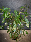 Ficus Benjamina, organically grown plants for sale at TOMs FLOWer CLUB.