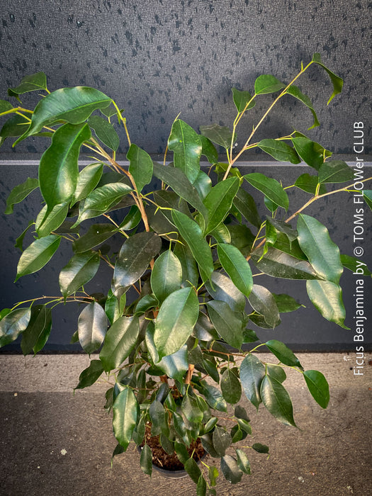 Ficus Benjamina, organically grown plants for sale at TOMs FLOWer CLUB.