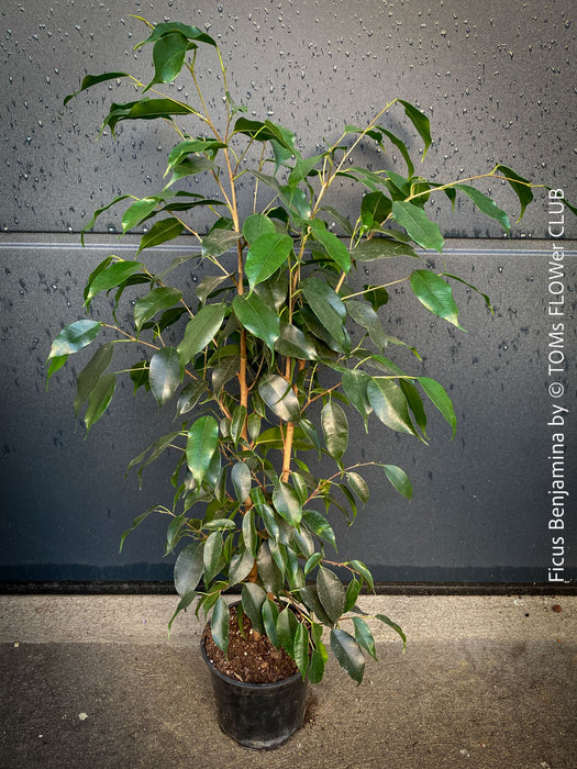 Ficus Benjamina, organically grown plants for sale at TOMs FLOWer CLUB.