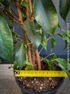 Ficus Benjamina, organically grown plants for sale at TOMs FLOWer CLUB.