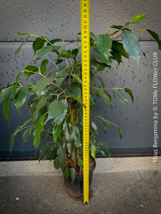 Ficus Benjamina, organically grown plants for sale at TOMs FLOWer CLUB.