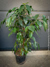 Ficus Benjamina, organically grown plants for sale at TOMs FLOWer CLUB.