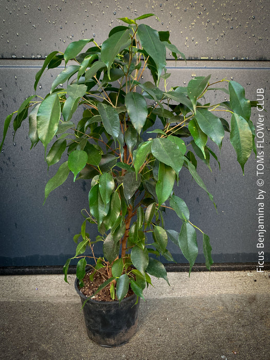 Ficus Benjamina, organically grown plants for sale at TOMs FLOWer CLUB.