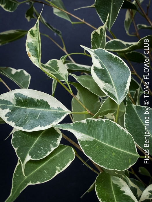 Ficus Benjamina, organically grown plants for sale at TOMs FLOWer CLUB.
