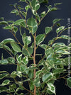 Ficus Benjamina, organically grown plants for sale at TOMs FLOWer CLUB.