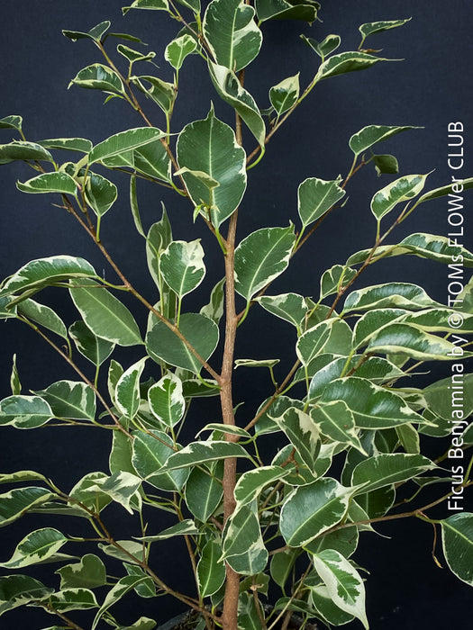 Ficus Benjamina, organically grown plants for sale at TOMs FLOWer CLUB.
