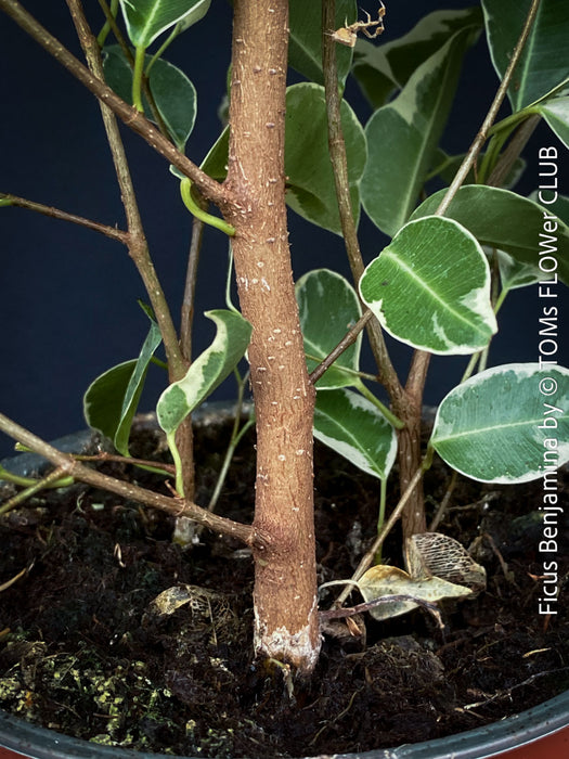 Ficus Benjamina, organically grown plants for sale at TOMs FLOWer CLUB.