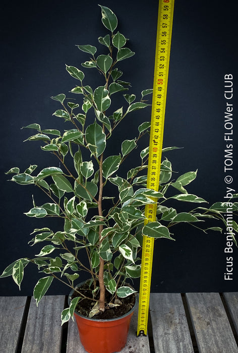 Ficus Benjamina, organically grown plants for sale at TOMs FLOWer CLUB.