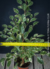 Ficus Benjamina, organically grown plants for sale at TOMs FLOWer CLUB.