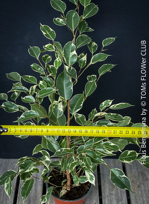 Ficus Benjamina, organically grown plants for sale at TOMs FLOWer CLUB.