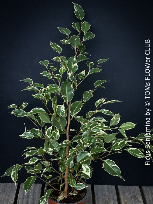 Ficus Benjamina, organically grown plants for sale at TOMs FLOWer CLUB.