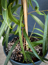 Ficus Binnendijkii Alii, narrow-leaf fig Alii, low maintenance plant, organically grown plants for sale at TOMs FLOWer CLUB.