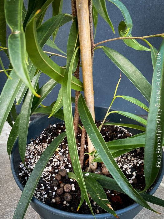 Ficus Binnendijkii Alii, narrow-leaf fig Alii, low maintenance plant, organically grown plants for sale at TOMs FLOWer CLUB.