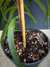 Ficus Binnendijkii Alii, narrow-leaf fig Alii, low maintenance plant, organically grown plants for sale at TOMs FLOWer CLUB.
