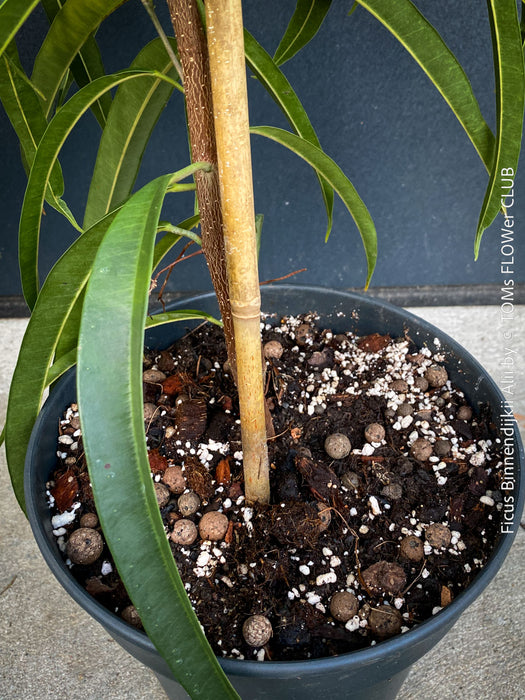 Ficus Binnendijkii Alii, narrow-leaf fig Alii, low maintenance plant, organically grown plants for sale at TOMs FLOWer CLUB.