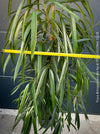 Ficus Binnendijkii Alii, narrow-leaf fig Alii, low maintenance plant, organically grown plants for sale at TOMs FLOWer CLUB.