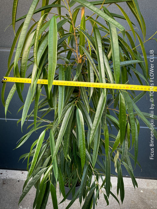 Ficus Binnendijkii Alii, narrow-leaf fig Alii, low maintenance plant, organically grown plants for sale at TOMs FLOWer CLUB.