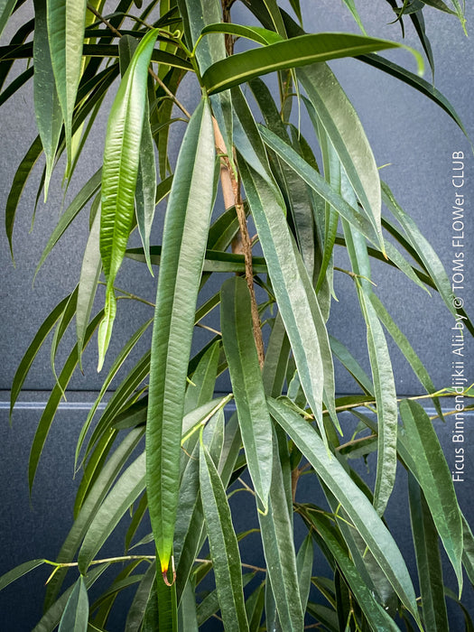 Ficus Binnendijkii Alii, narrow-leaf fig Alii, low maintenance plant, organically grown plants for sale at TOMs FLOWer CLUB.