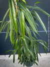 Ficus Binnendijkii Alii, narrow-leaf fig Alii, low maintenance plant, organically grown plants for sale at TOMs FLOWer CLUB.