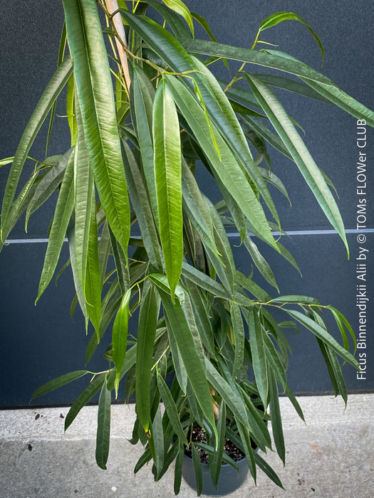 Ficus Binnendijkii Alii, narrow-leaf fig Alii, low maintenance plant, organically grown plants for sale at TOMs FLOWer CLUB.