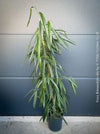 Ficus Binnendijkii Alii, narrow-leaf fig Alii, low maintenance plant, organically grown plants for sale at TOMs FLOWer CLUB.