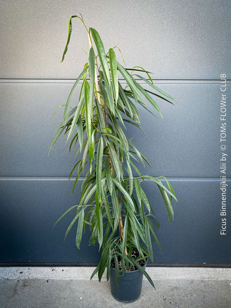 Ficus Binnendijkii Alii, narrow-leaf fig Alii, low maintenance plant, organically grown plants for sale at TOMs FLOWer CLUB.