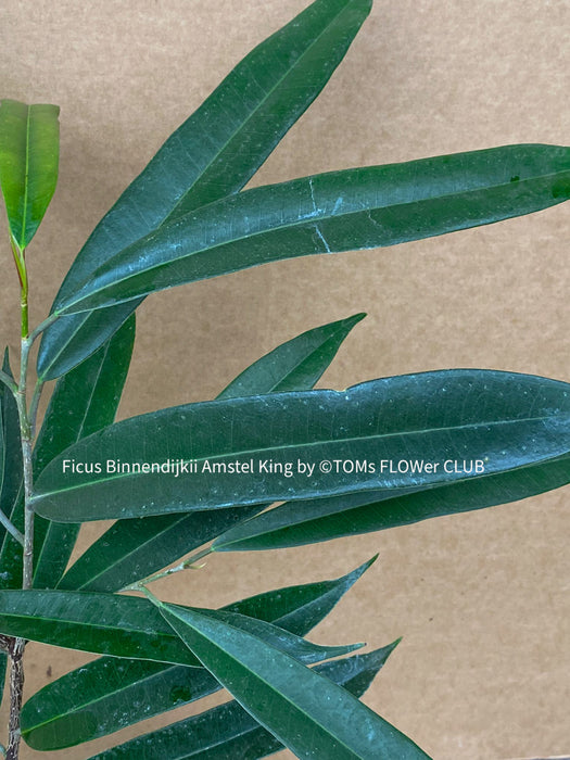 Ficus Binnendijkii Amstel King, organically grown plants for sale at TOMsFLOWer CLUB.