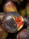 Ficus Carica, burgundy red fruit Fig, organically grown garden plants, trees and bushes for sale at TOMs FLOWer CLUB. 