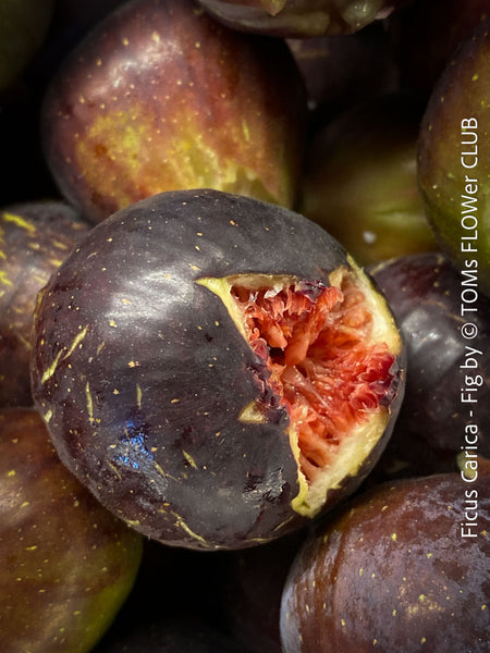 Ficus Carica, burgundy red fruit Fig, organically grown garden plants, trees and bushes for sale at TOMs FLOWer CLUB. 