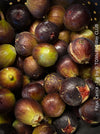 Ficus Carica, burgundy red fruit Fig, organically grown garden plants, trees and bushes for sale at TOMs FLOWer CLUB. 