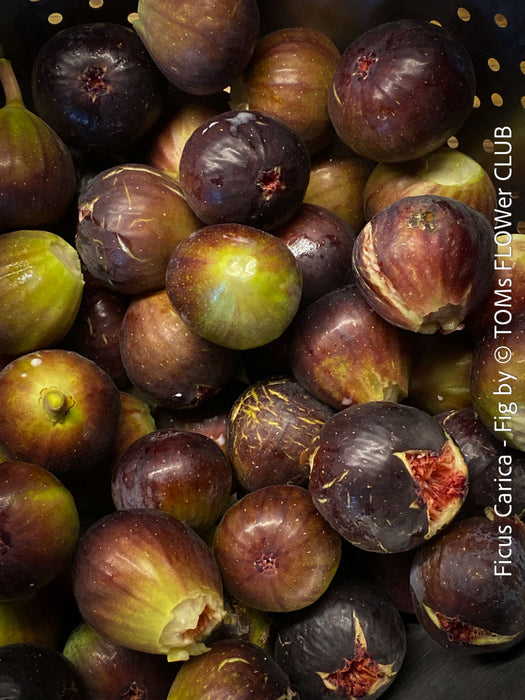 Ficus Carica, burgundy red fruit Fig, organically grown garden plants, trees and bushes for sale at TOMs FLOWer CLUB. 