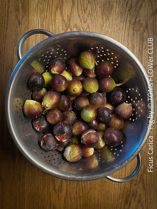 Ficus Carica, burgundy red fruit Fig, organically grown garden plants, trees and bushes for sale at TOMs FLOWer CLUB. 