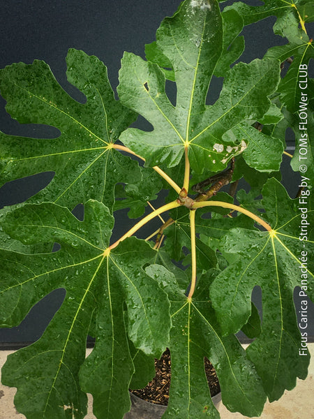 Ficus Carica Panachée - Striped Fig,  organically grown garden plants, trees and bushes for sale at TOMs FLOWer CLUB. 