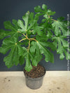 Ficus Carica Panachée - Striped Fig,  organically grown garden plants, trees and bushes for sale at TOMs FLOWer CLUB. 