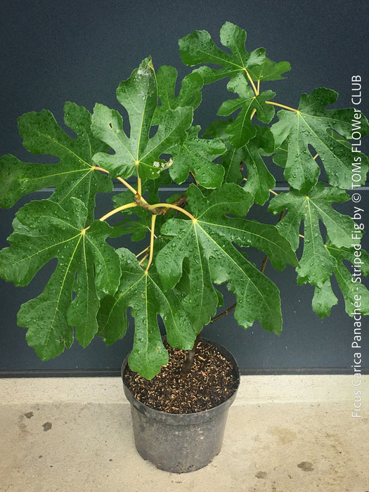 Ficus Carica Panachée - Striped Fig,  organically grown garden plants, trees and bushes for sale at TOMs FLOWer CLUB. 