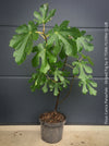 Ficus Carica Panachée - Striped Fig,  organically grown garden plants, trees and bushes for sale at TOMs FLOWer CLUB. 