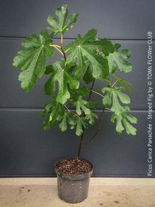 Ficus Carica Panachée - Striped Fig,  organically grown garden plants, trees and bushes for sale at TOMs FLOWer CLUB. 