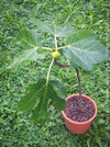 Ficus Carica Panachée - Striped Fig,  organically grown garden plants, trees and bushes for sale at TOMs FLOWer CLUB. 